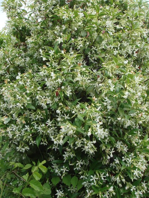 Trachelospermum jasminoides fleur (3)